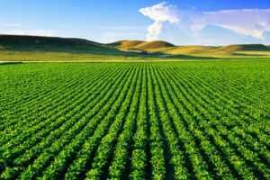 Grupo HP Agro fecha parceria com Banco do Brasil em um projeto novo e promissor