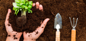 Cultivo de plantas: Dicas essenciais para iniciantes e especialistas
