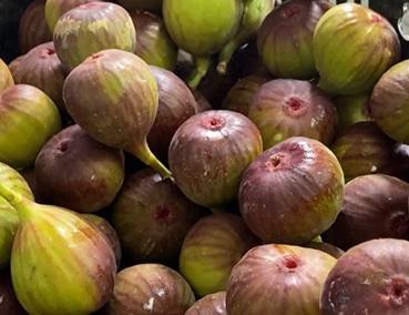 Produção e exportação de figos é destaque no “SBT Agro” deste domingo Produção e exportação de figos é destaque no “SBT Agro” deste domingo