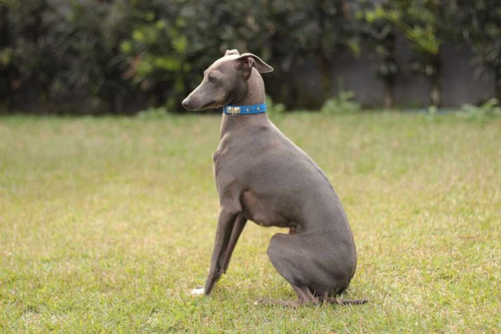 Galgo Italiano: Tudo sobre essa raça e por que o Canil Flor do Tijuco é a escolha certa Galgo Italiano: Tudo sobre essa raça e por que o Canil Flor do Tijuco é a escolha certa