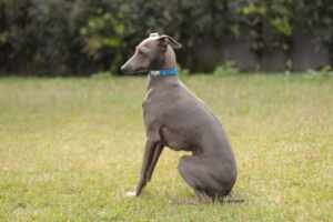 Galgo Italiano: Tudo sobre essa raça e por que o Canil Flor do Tijuco é a escolha certa