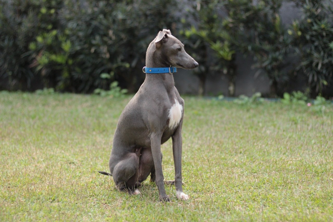Galgo Italiano: Tudo sobre essa raça e por que o Canil Flor do Tijuco é a escolha certa 17 WhatsApp Image 2025 04 30 at 12.13.09
