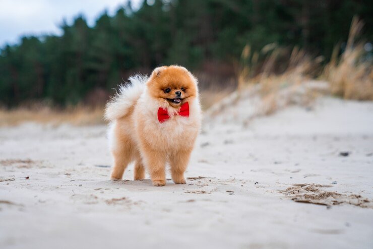 Filhote de Lulu da Pomerânia: Canil Flor do Tijuco - nosso amor pela raça é incondicional