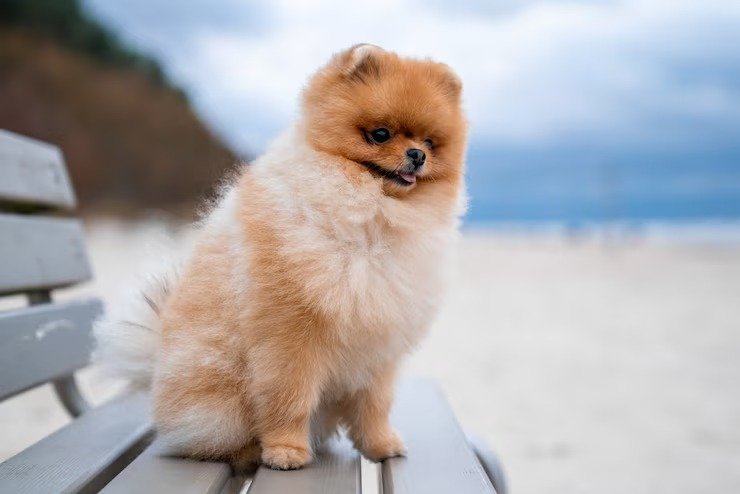 adoravel cachorro spitz da pomerania sentado em um banco de madeira na praia 181624 38855
