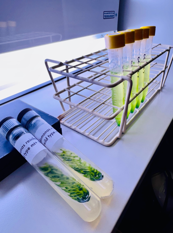 Microalgas e o futuro da sustentabilidade: a contribuição científica de Ihana de Aguiar Severo 18 Captura de Tela 2025 12 29 as 13.12.29