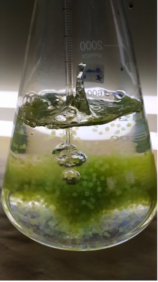 Microalgas e o futuro da sustentabilidade: a contribuição científica de Ihana de Aguiar Severo 21 Imawgem1