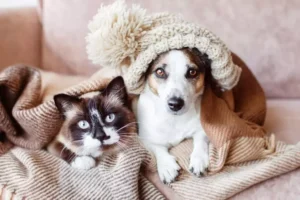 Atendimento veterinário a domicílio transforma a experiência de cuidado no universo pet