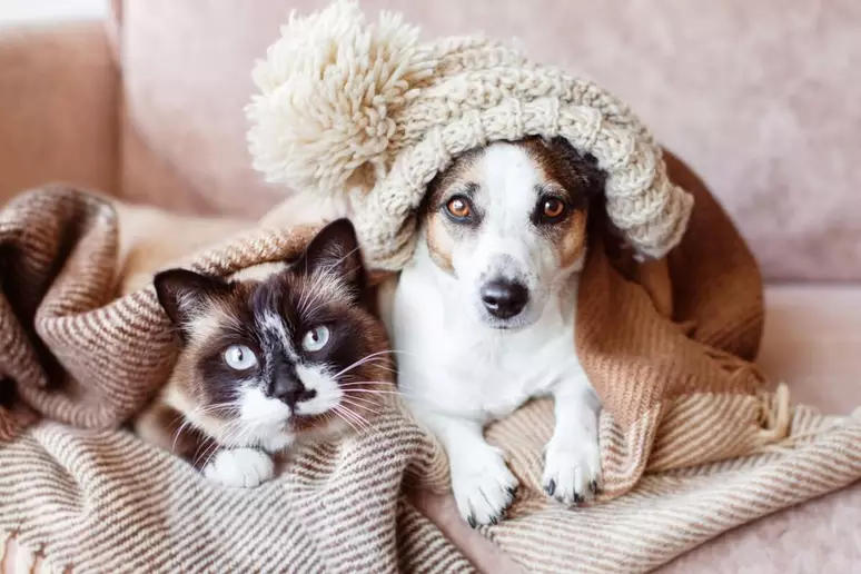 Atendimento veterinário a domicílio transforma a experiência de cuidado no universo pet