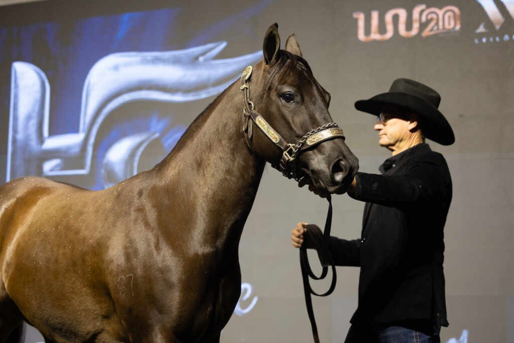Haras Frange realiza quinta edição do tradicional leilão nos dias 16 e 17 de agosto em São Paulo LEILAO FRANGE 783